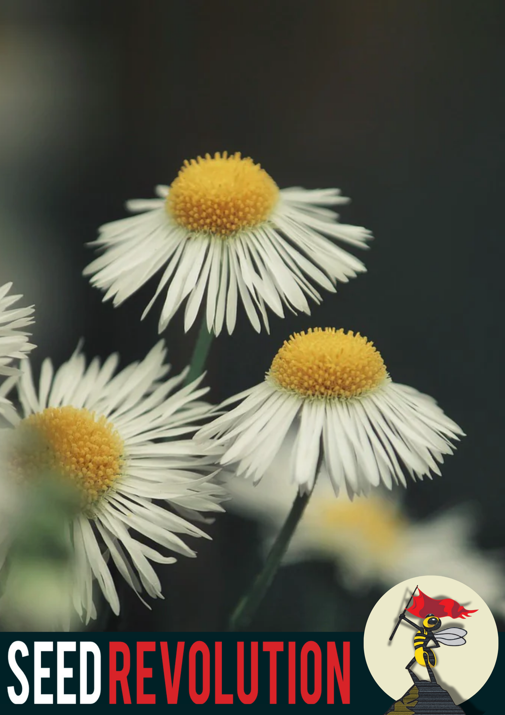 Corn Chamomile Wildflower Seeds