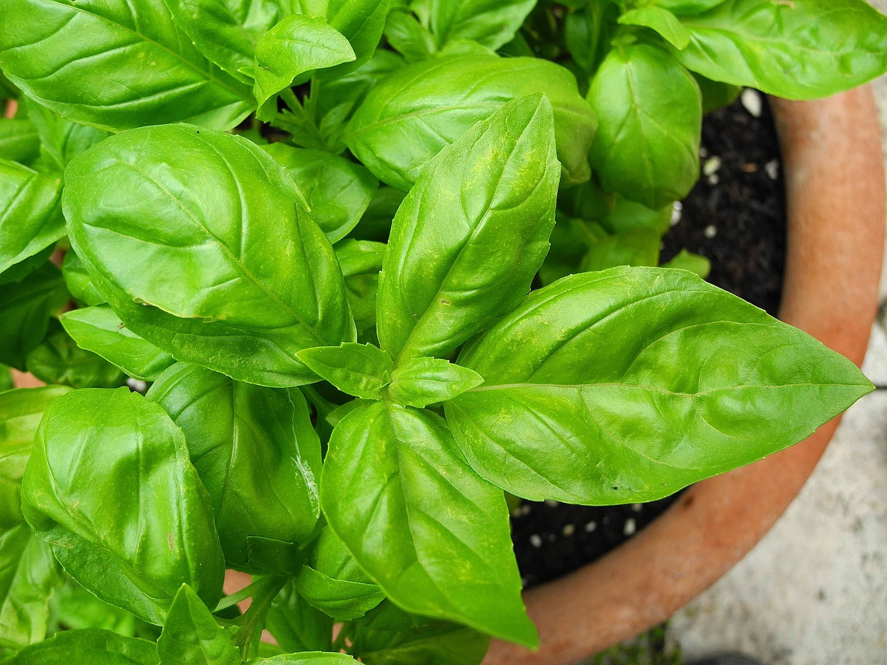 Close-up of a basil plant with green leaves