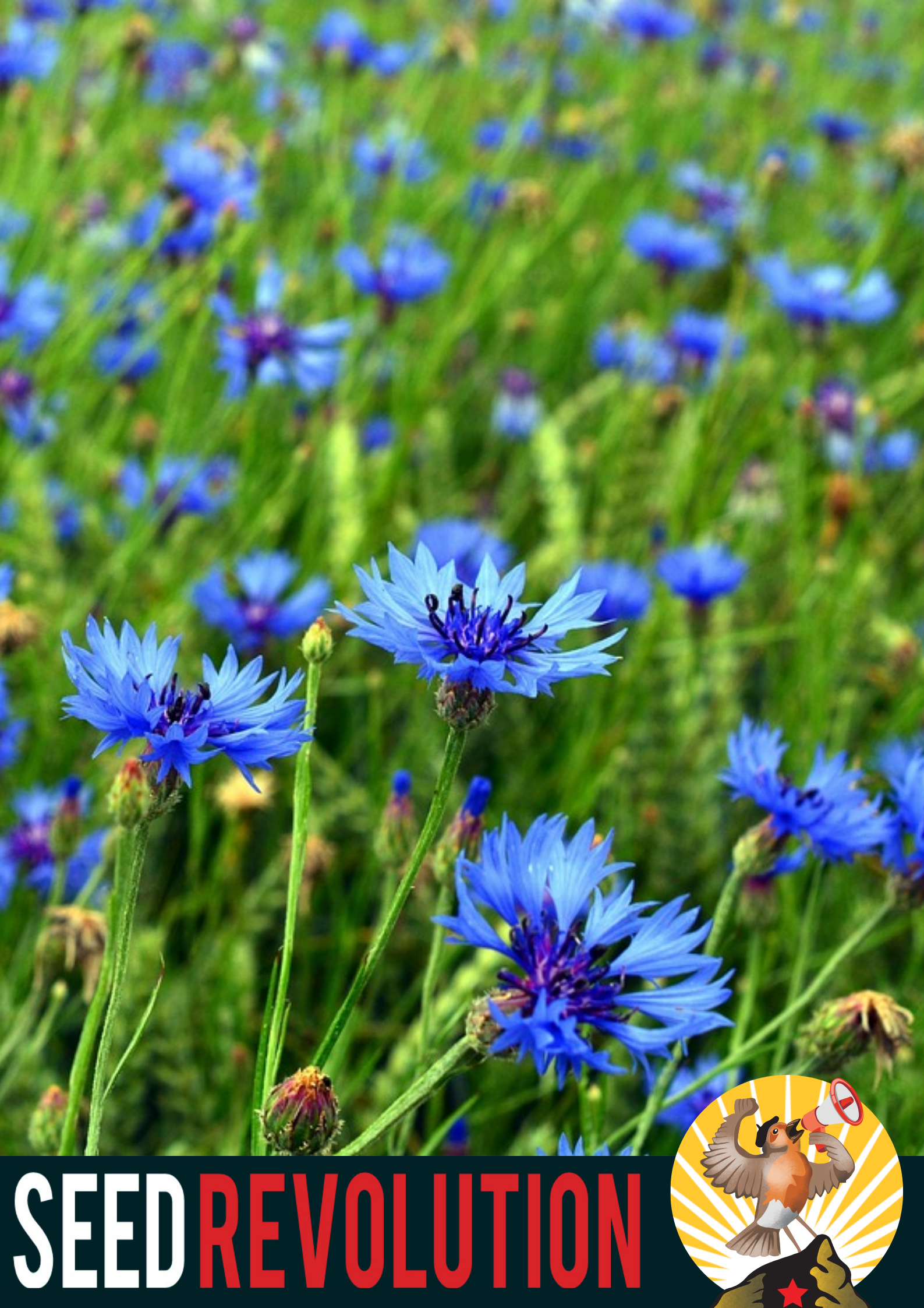 Cornflower Wildflower Seeds