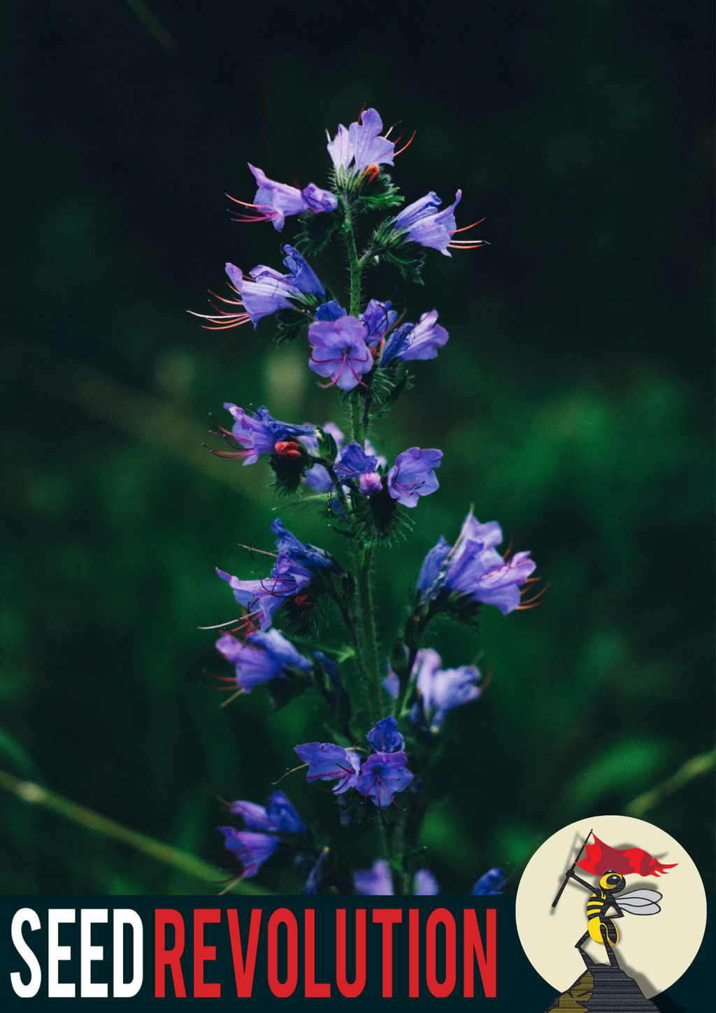 Viper’s Bugloss Wildflower Seeds