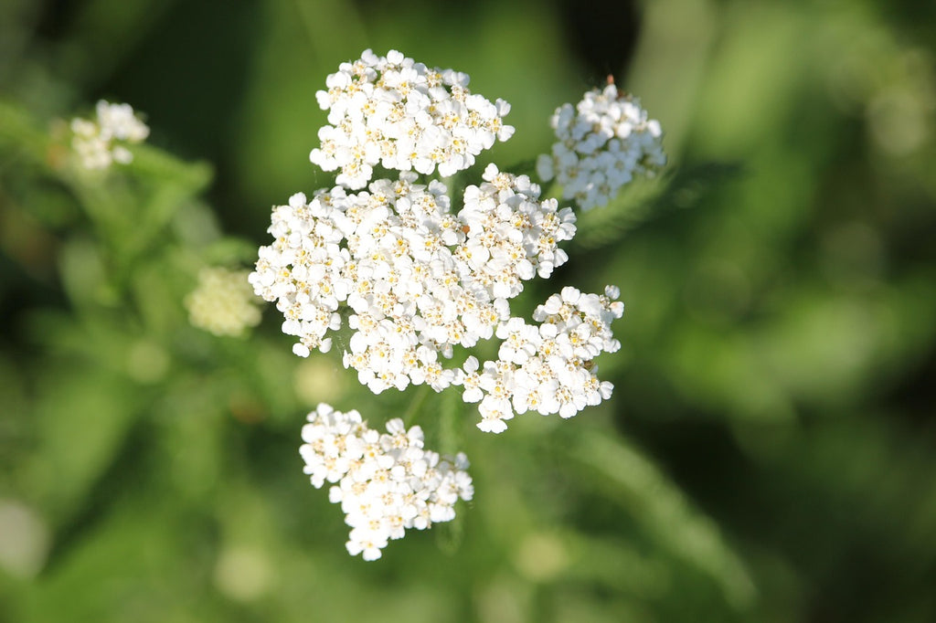 Close-up of white flowers with a blurred green background