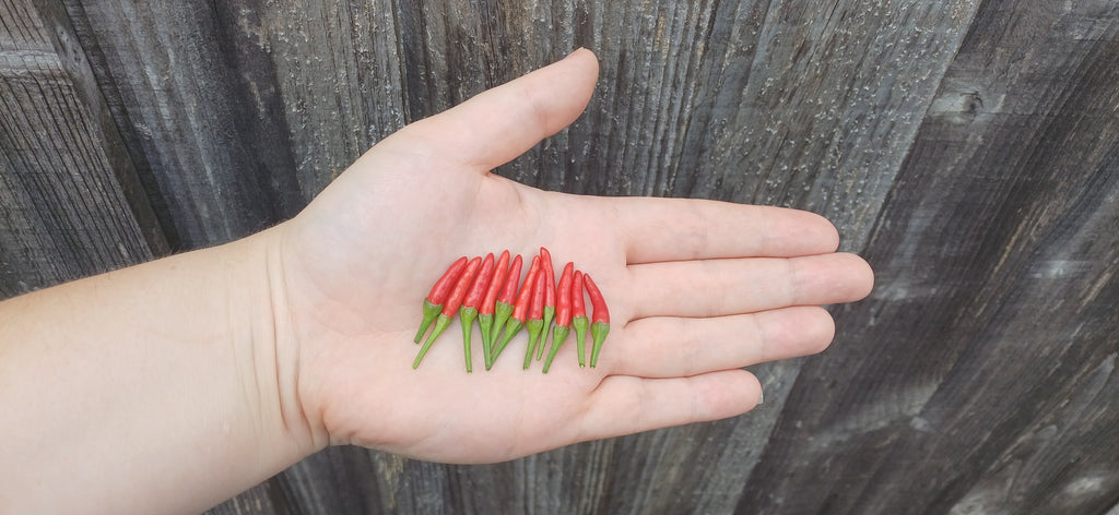 Demon Red Chilli Pepper Seeds