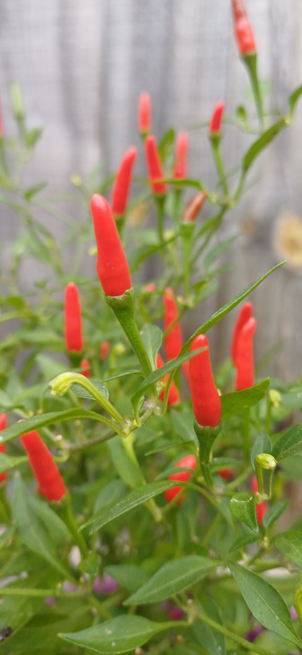 Demon Red Chilli Pepper Seeds