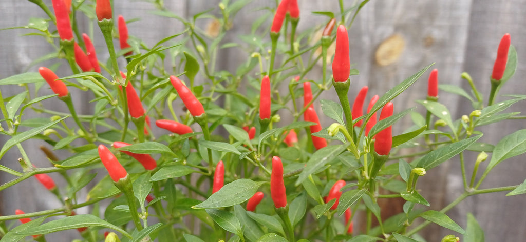 Demon Red Chilli Pepper Seeds