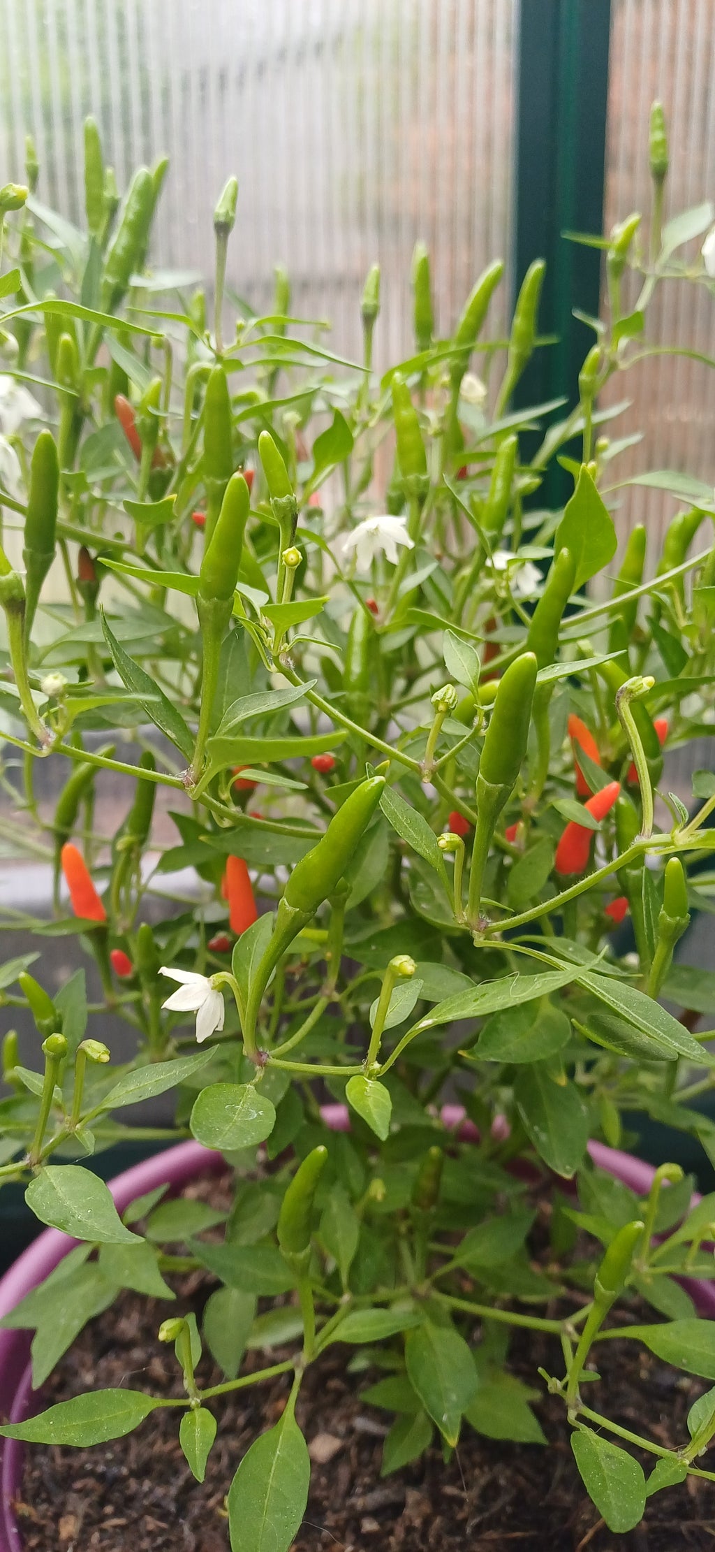 Demon Red Chilli Pepper Seeds
