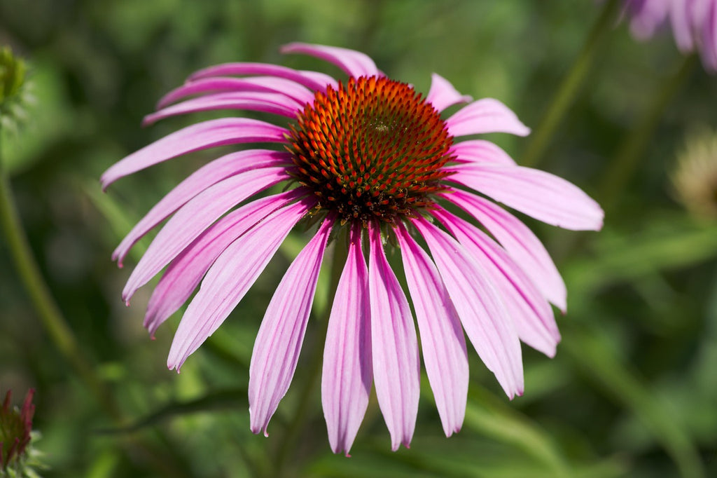 Close-up of a pink flower with a blurred green background