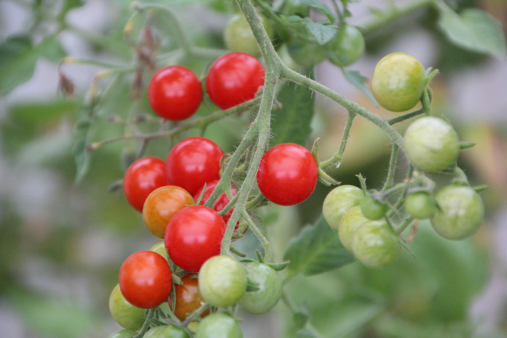 Tomato Plants. Eco Mini Plant Grow Kit