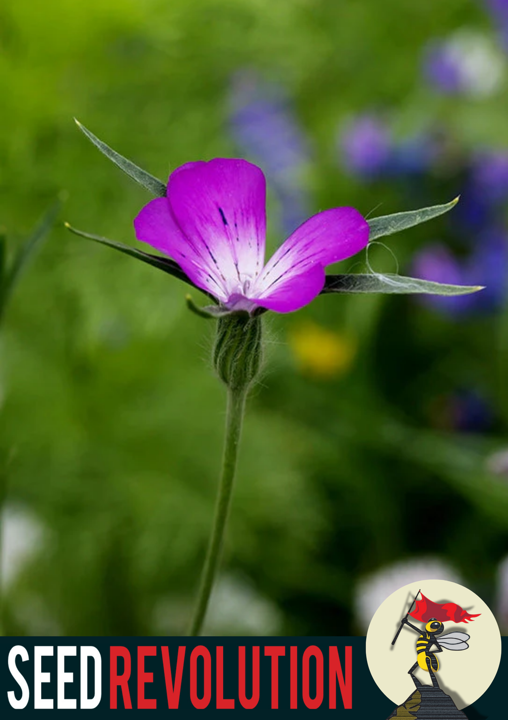 Corncockle Garden Wildflower Seeds