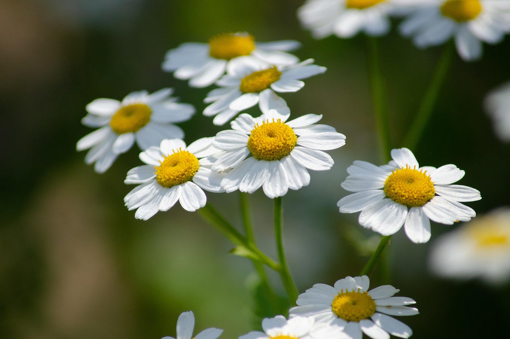 Close-up of white flowers with yellow centers on a blurred green background