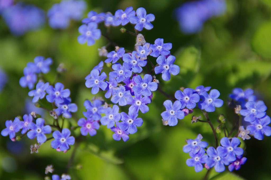 Close-up of blue flowers with a blurred green background