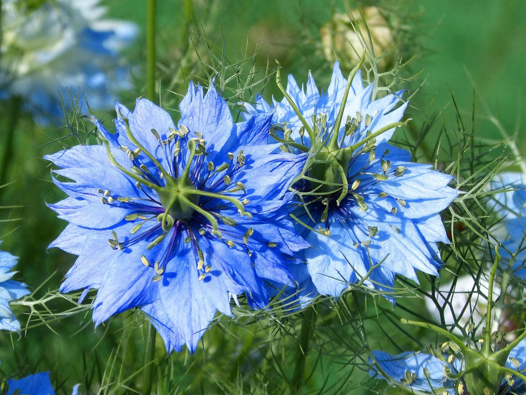 Close-up of a blue flower with green leaves on a blurred natural background