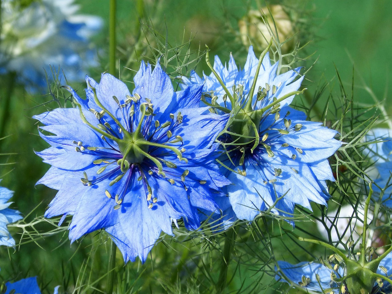 Close-up of a blue flower with green leaves on a blurred natural background