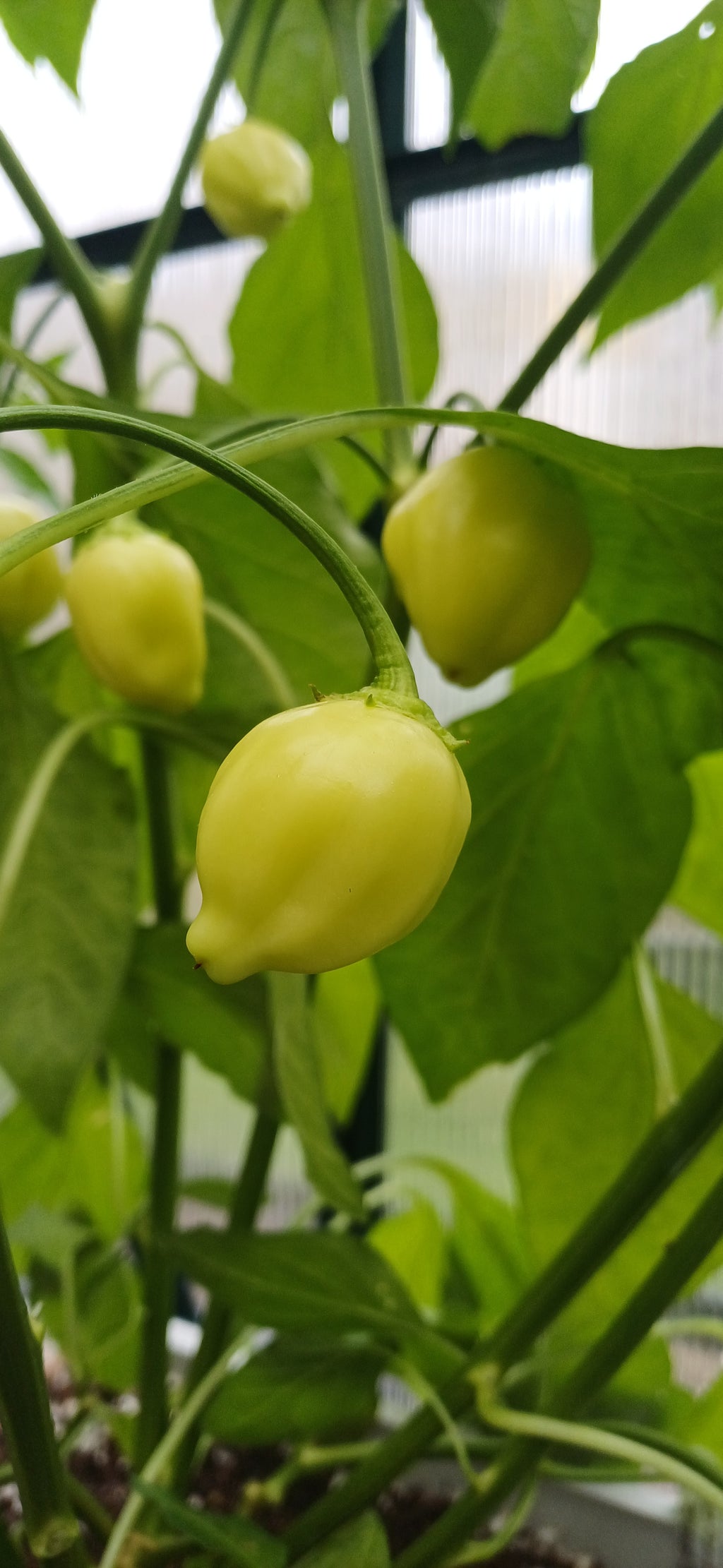 Peppa Peach Stripey Chilli Pepper Seeds