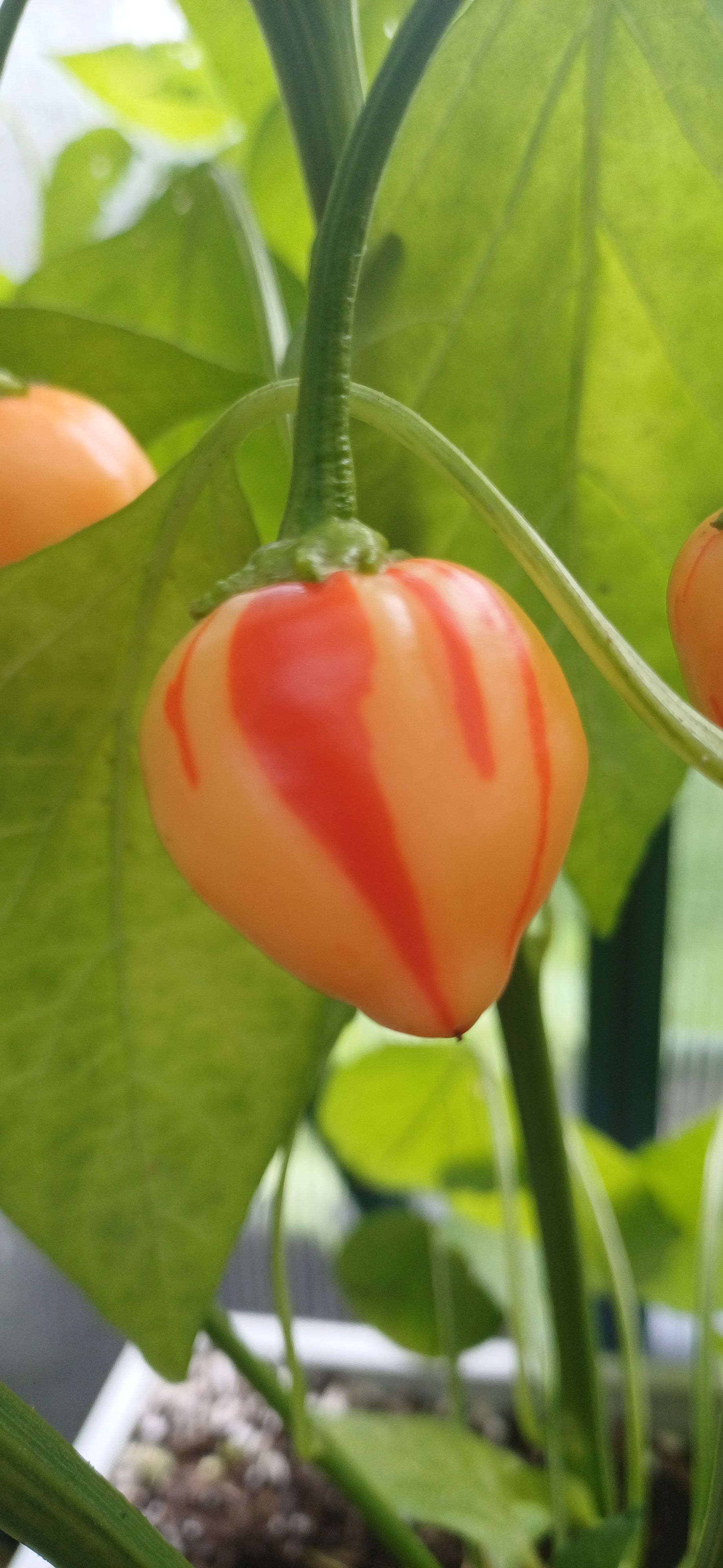 Peppa Peach Stripey Chilli Pepper Seeds