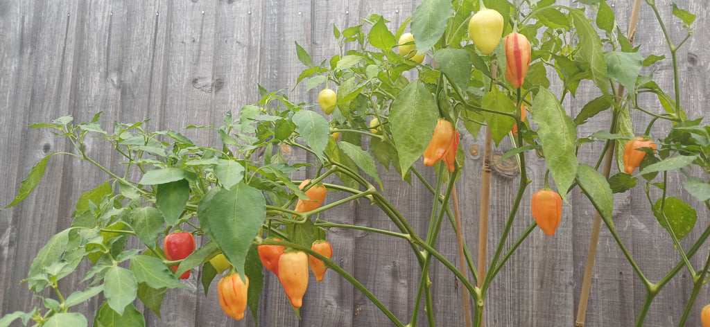 Peppa Peach Stripey Chilli Pepper Seeds