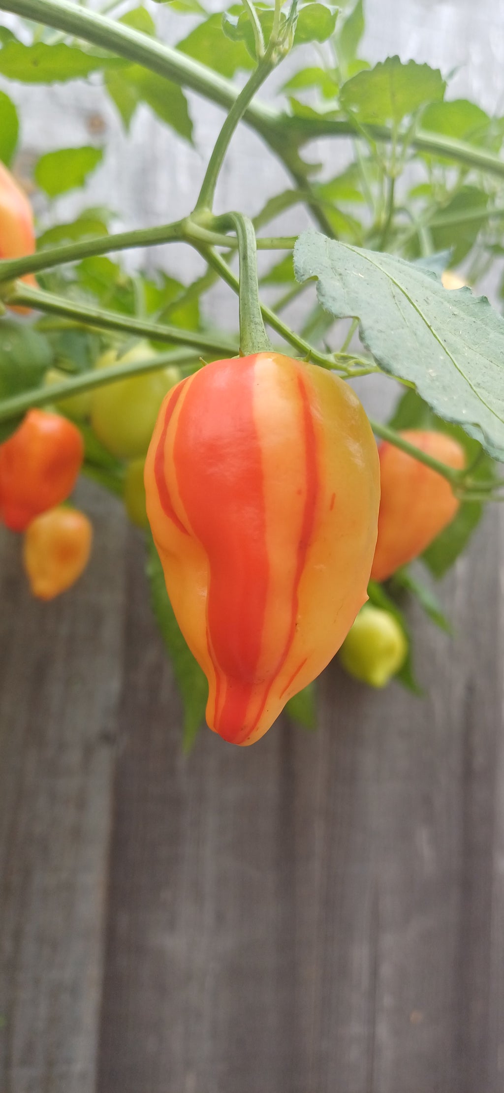 Peppa Peach Stripey Chilli Pepper Seeds