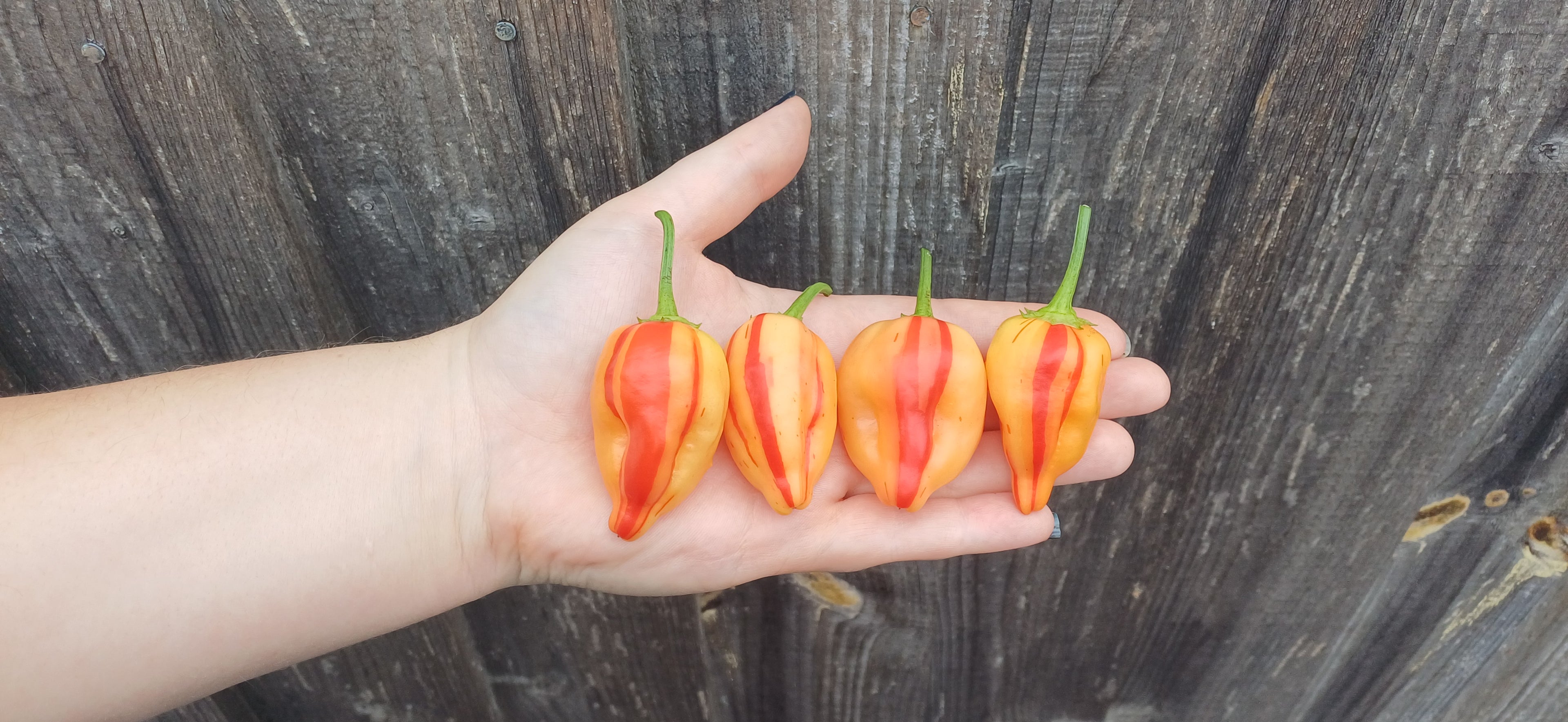 Peppa Peach Stripey Chilli Pepper Seeds