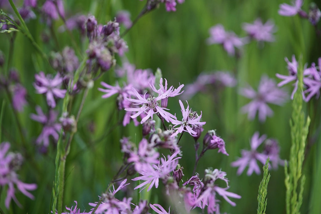 Close-up of purple Ragged Robin flowers with a blurred green background