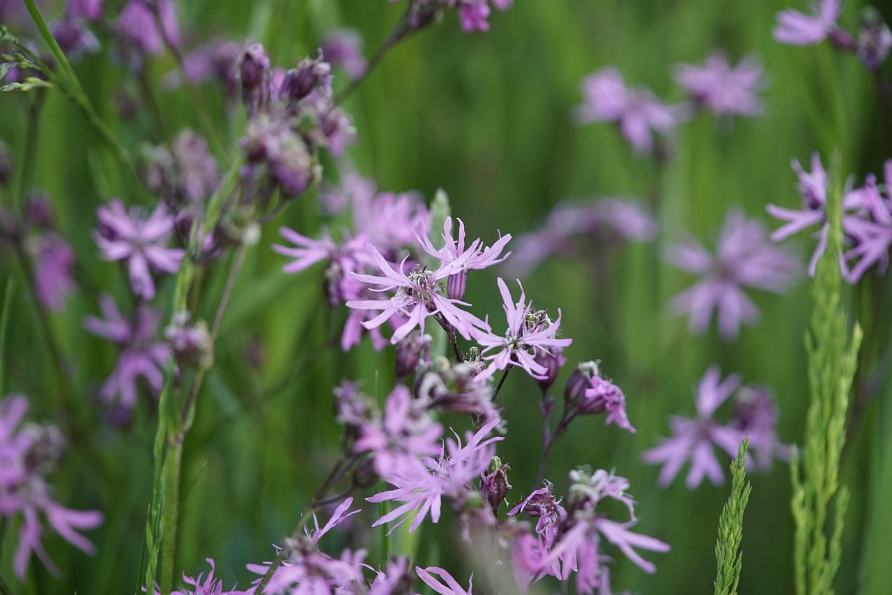 Close-up of purple Ragged Robin flowers with a blurred green background