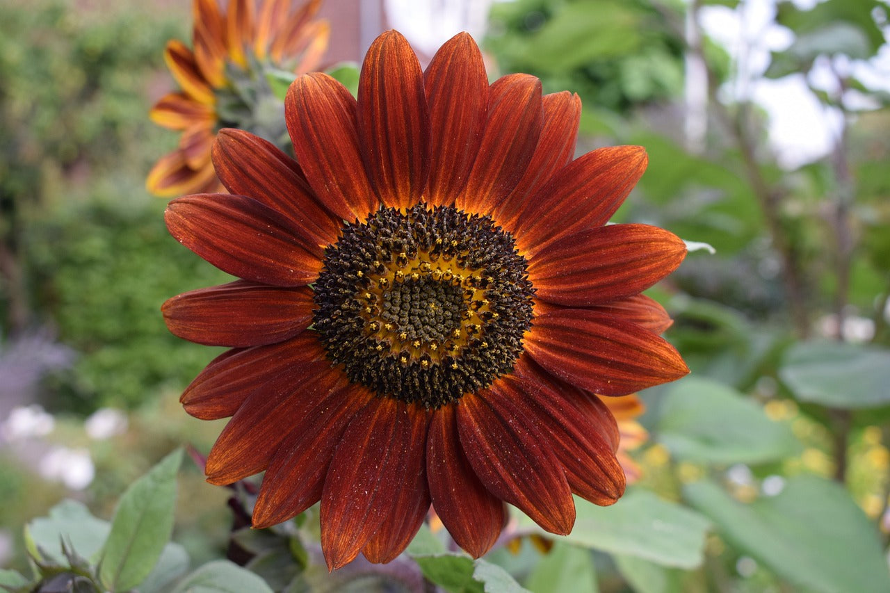 Close-up of a red sunflower with a blurred garden background