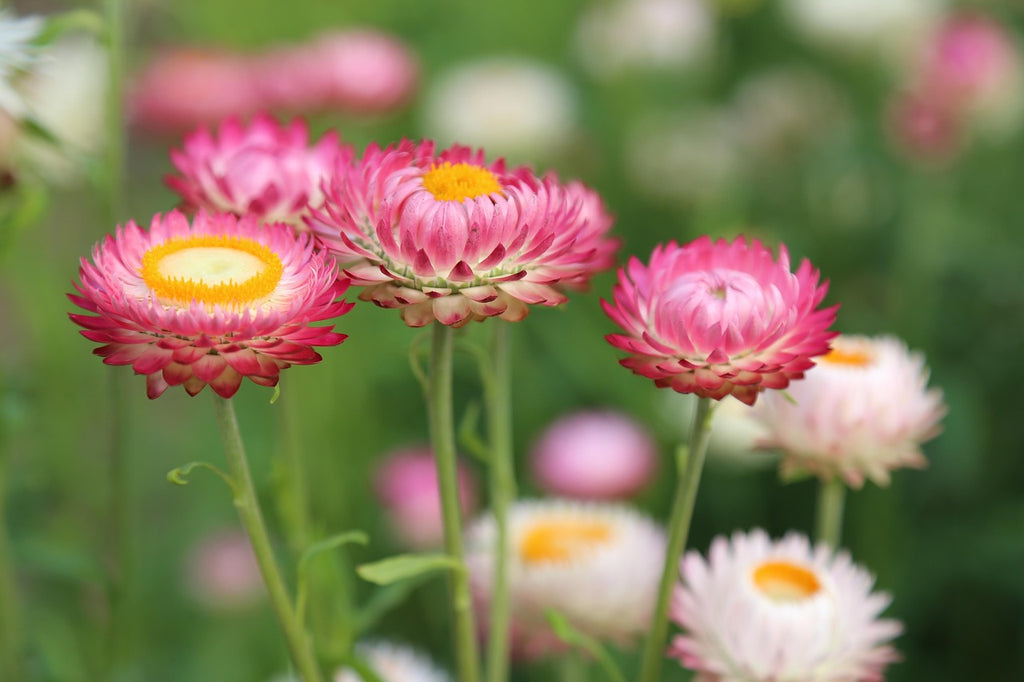 Pink and white strawflowers with a blurred green background